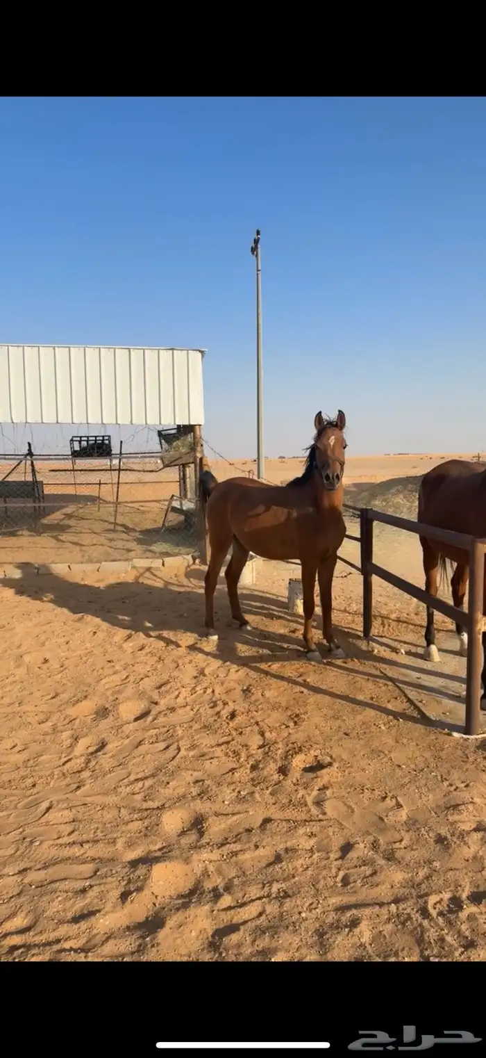 فرس للبيع 0