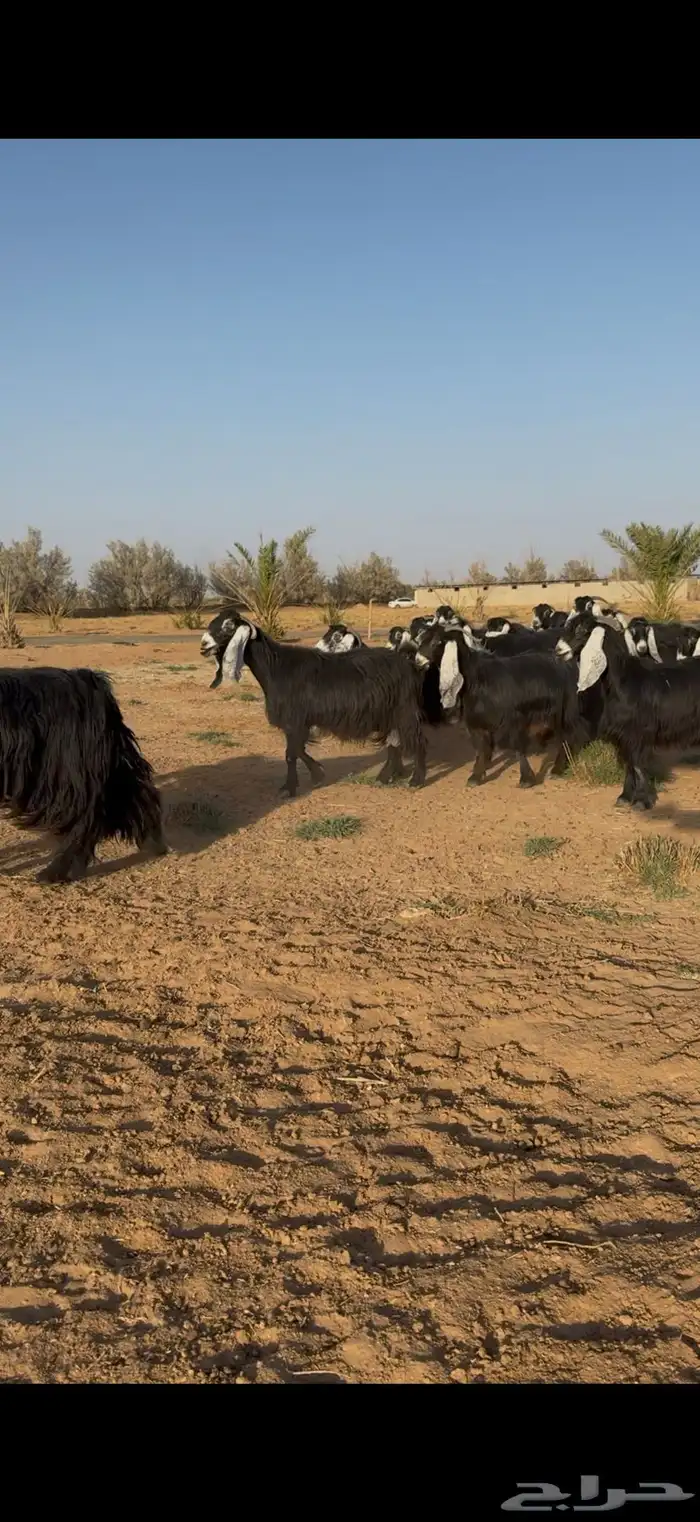 مراح معزا عوارض نوادر دفيع وضريع 10