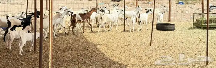 معزاء بيشيات 2