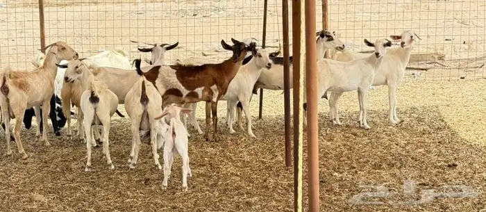 معزاء بيشيات 0