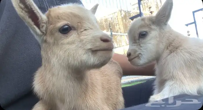 تيوس قزميه للبيع 0