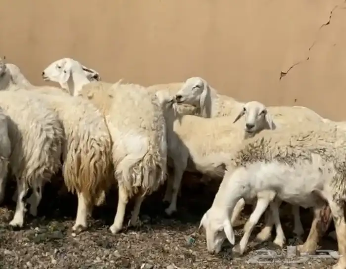 ضان حريات فاخر مقاني 1