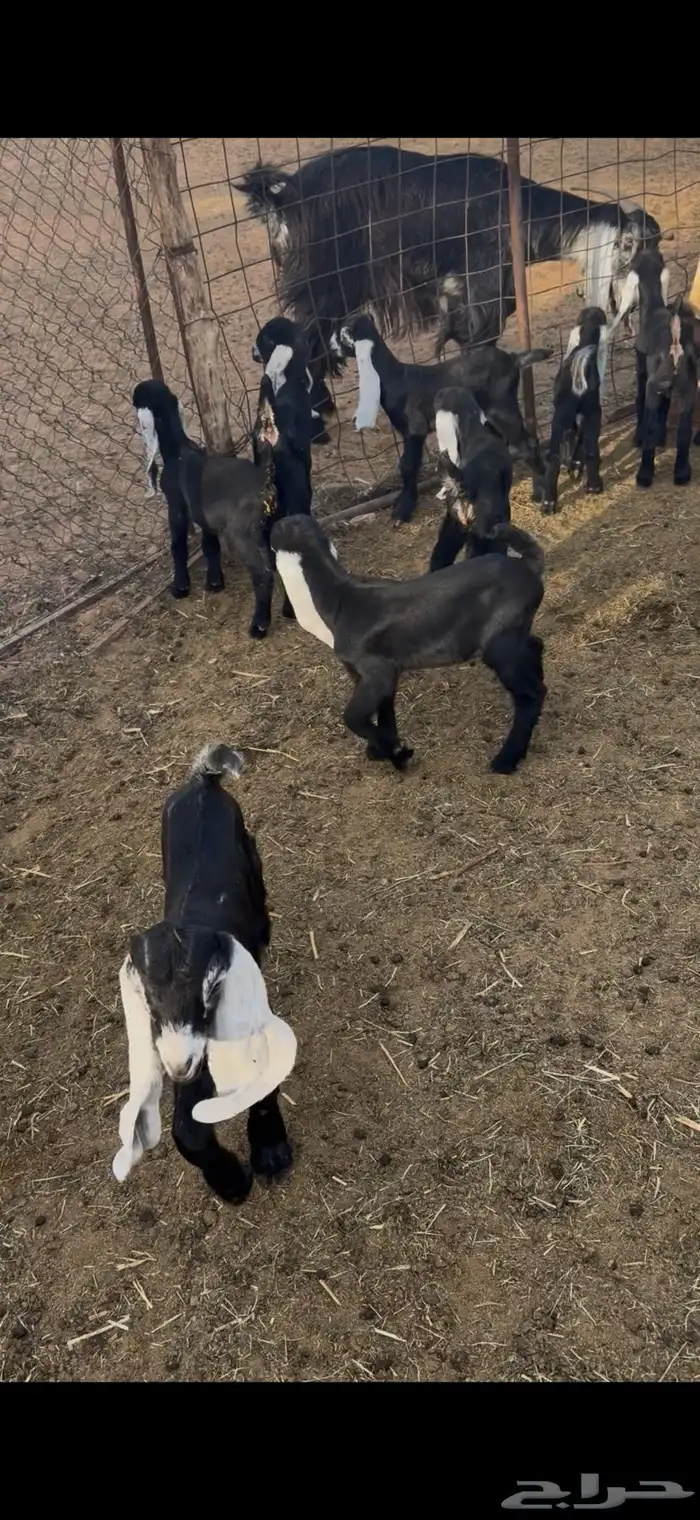 تيوس عوارض 2