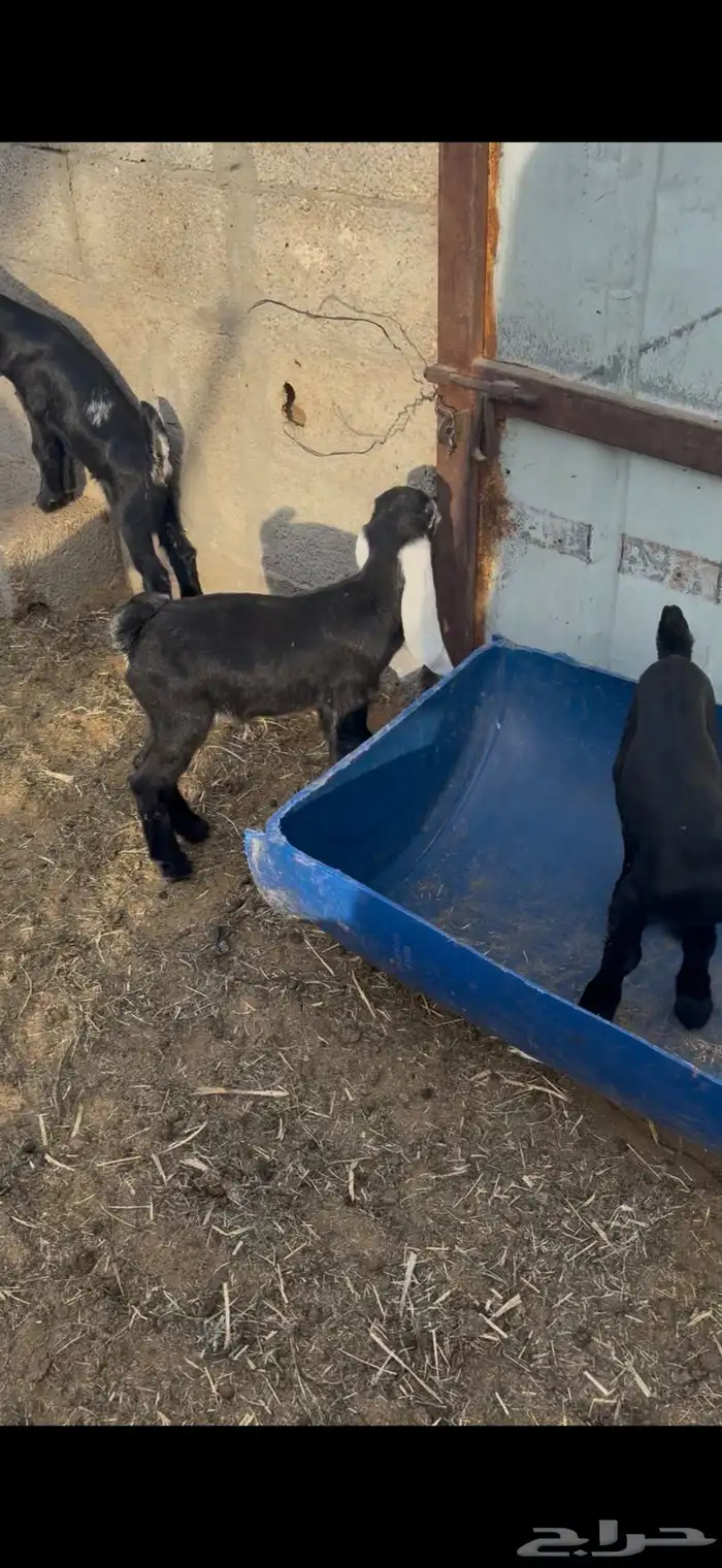 تيوس عوارض 1