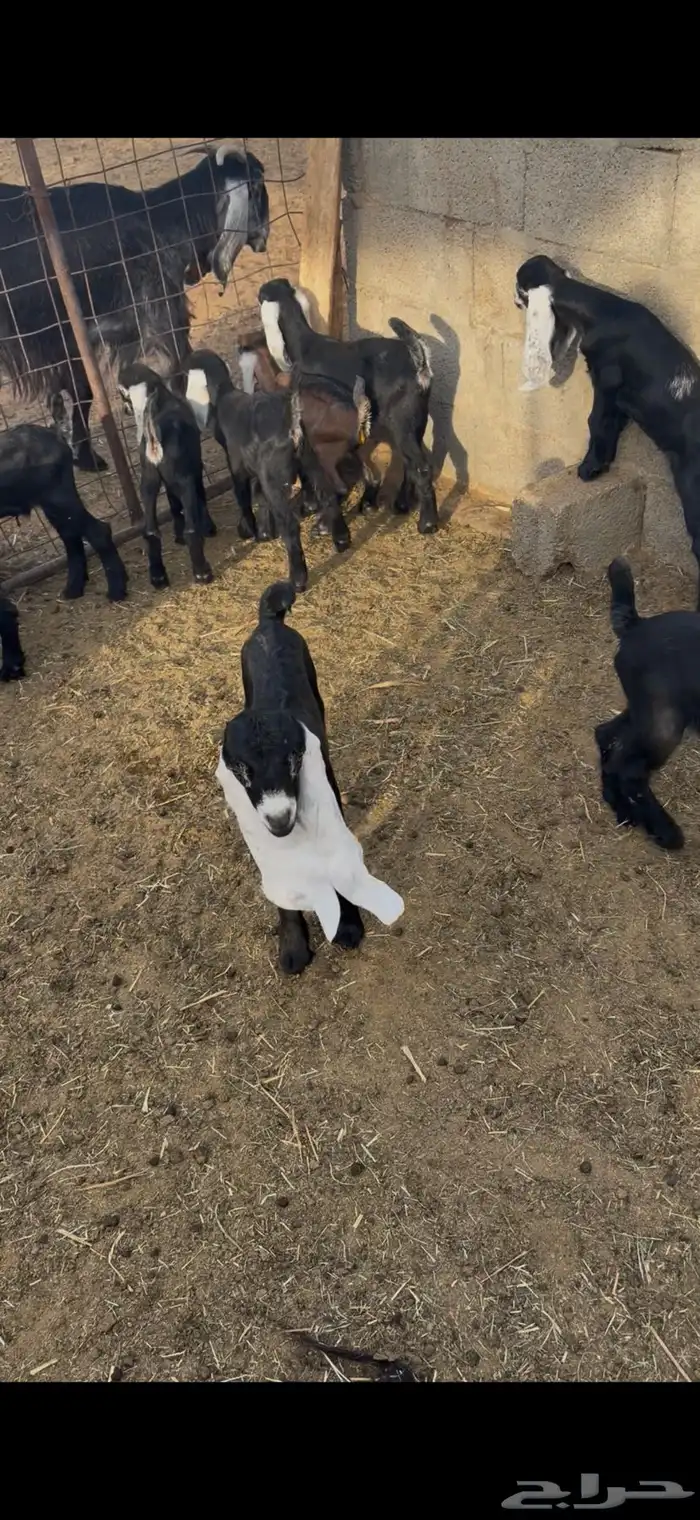 تيوس عوارض 0