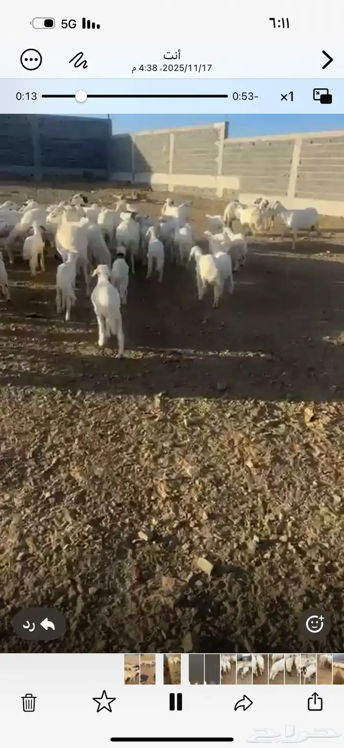 غنم ولد الغدد 35 تحتها 35 مشروطه وريم أسنان 2