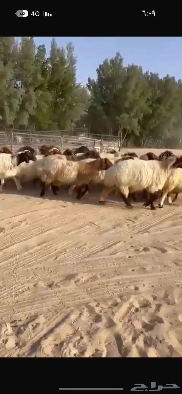 غنم نعيم طيبه للبيع 7