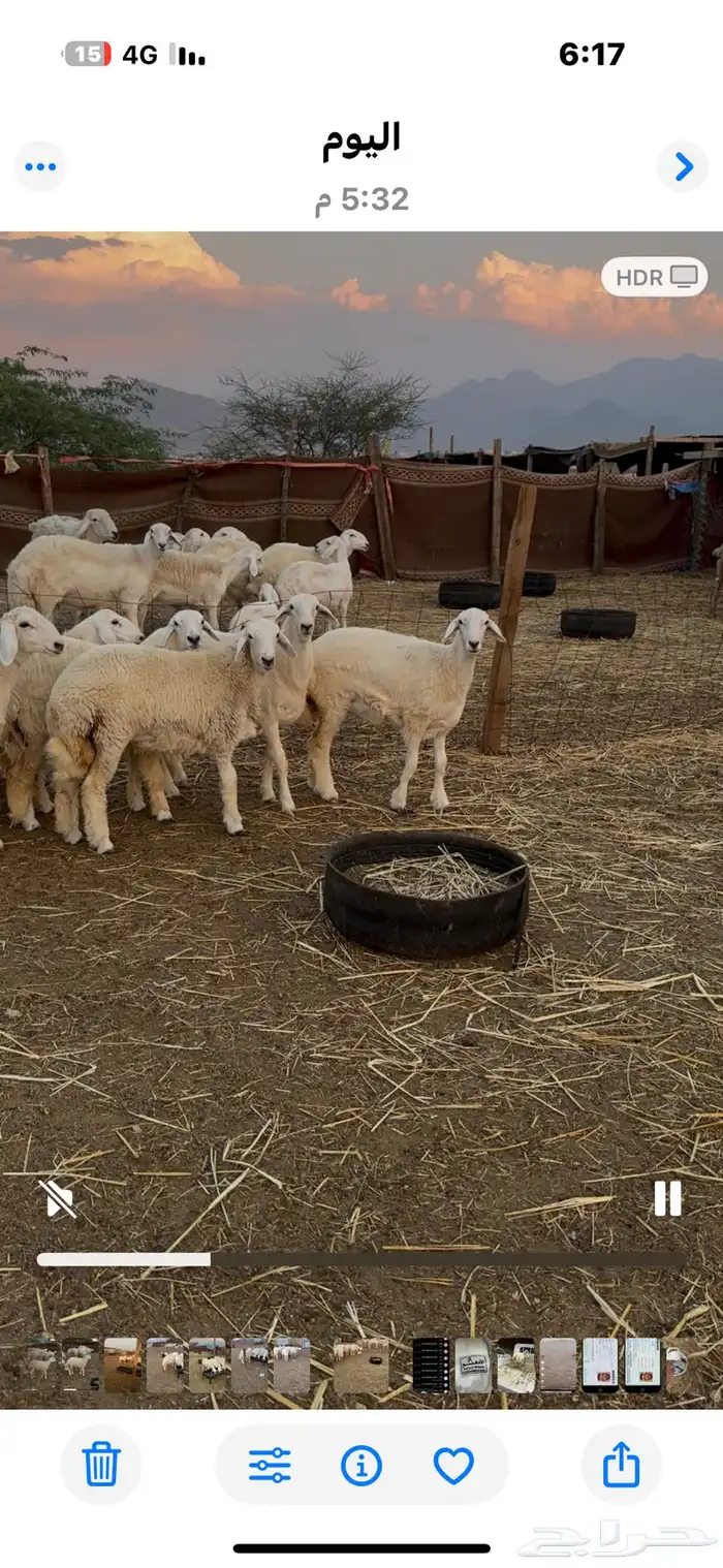 رخال صنف مقاني مضربات 2