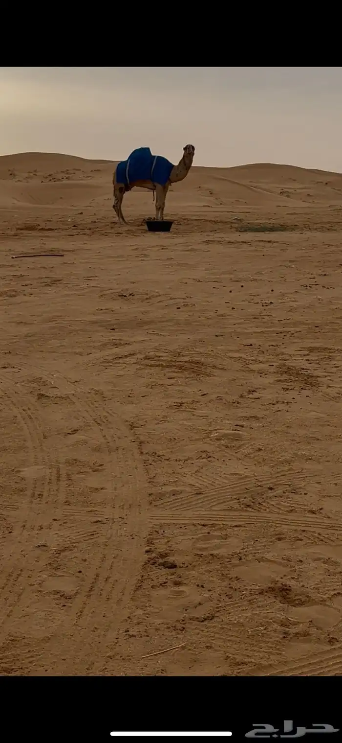 ذود فوق البدواه كفو 6
