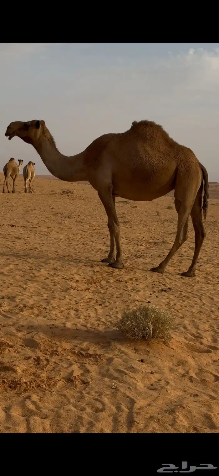 للبيع ابل صفر وشعل 0