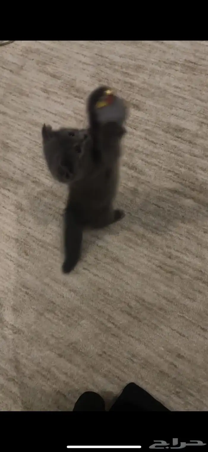 قط من نوع British shorthair للبيع 2