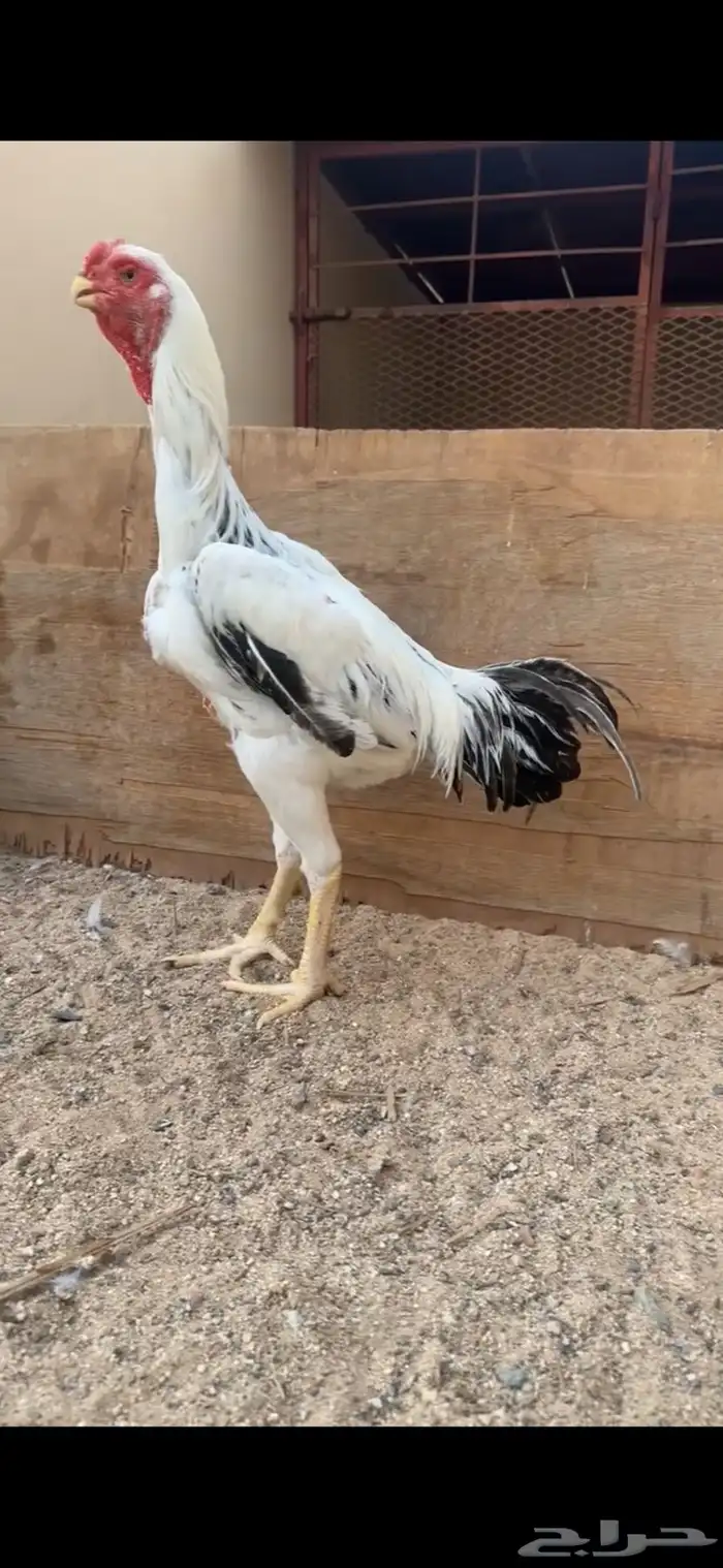 ديك فارسي للبيع 0