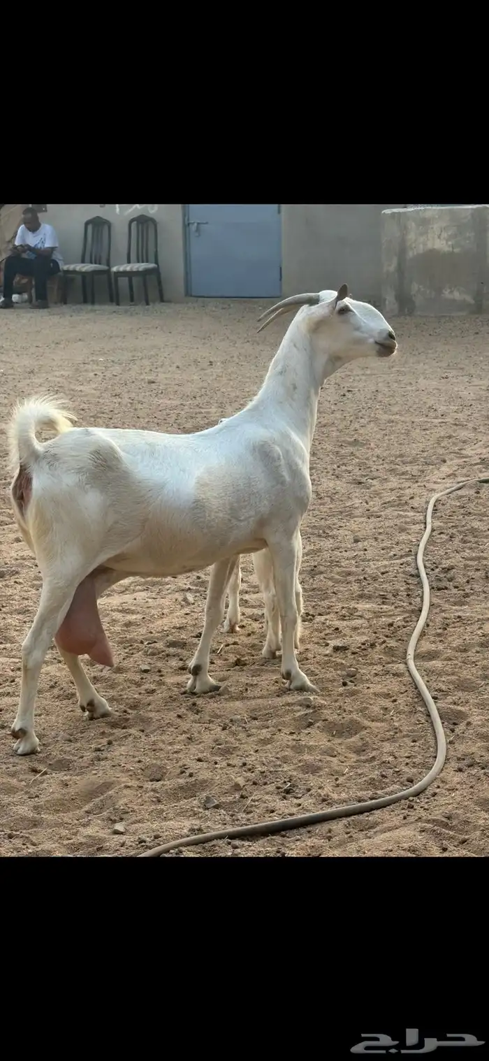 عنز برص فواخر جروم 1