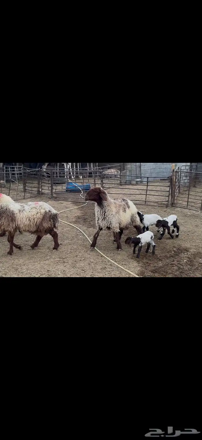 غنم نعيم متابيع . 12