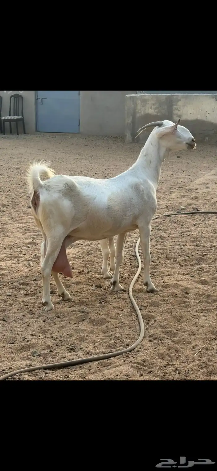 عنز برص فواخر جروم 2