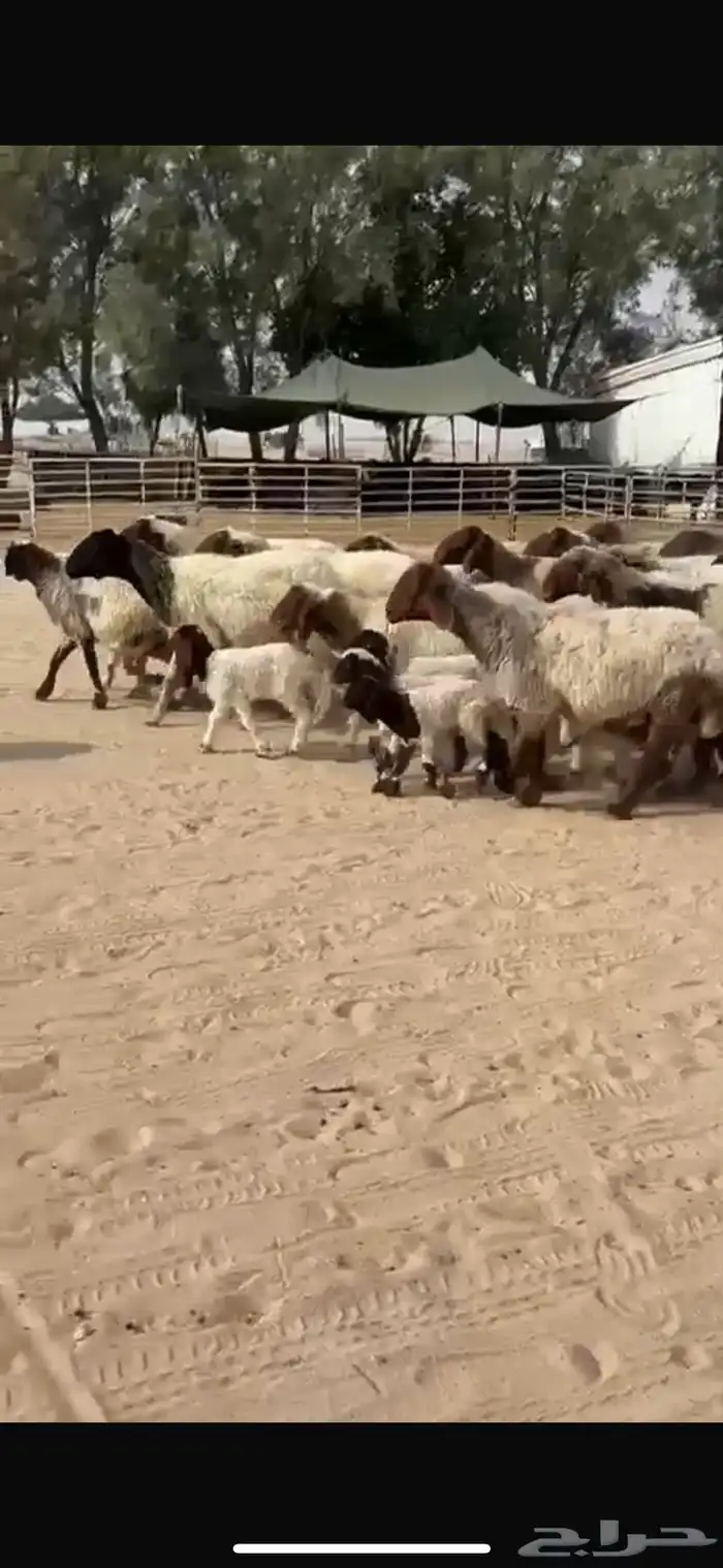 رغايث نعيم فاخره 6