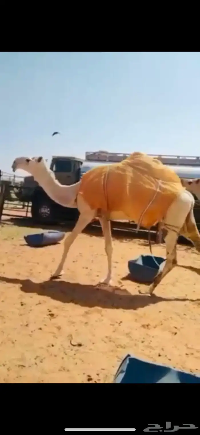 ذود فوق البدواه كفو 1
