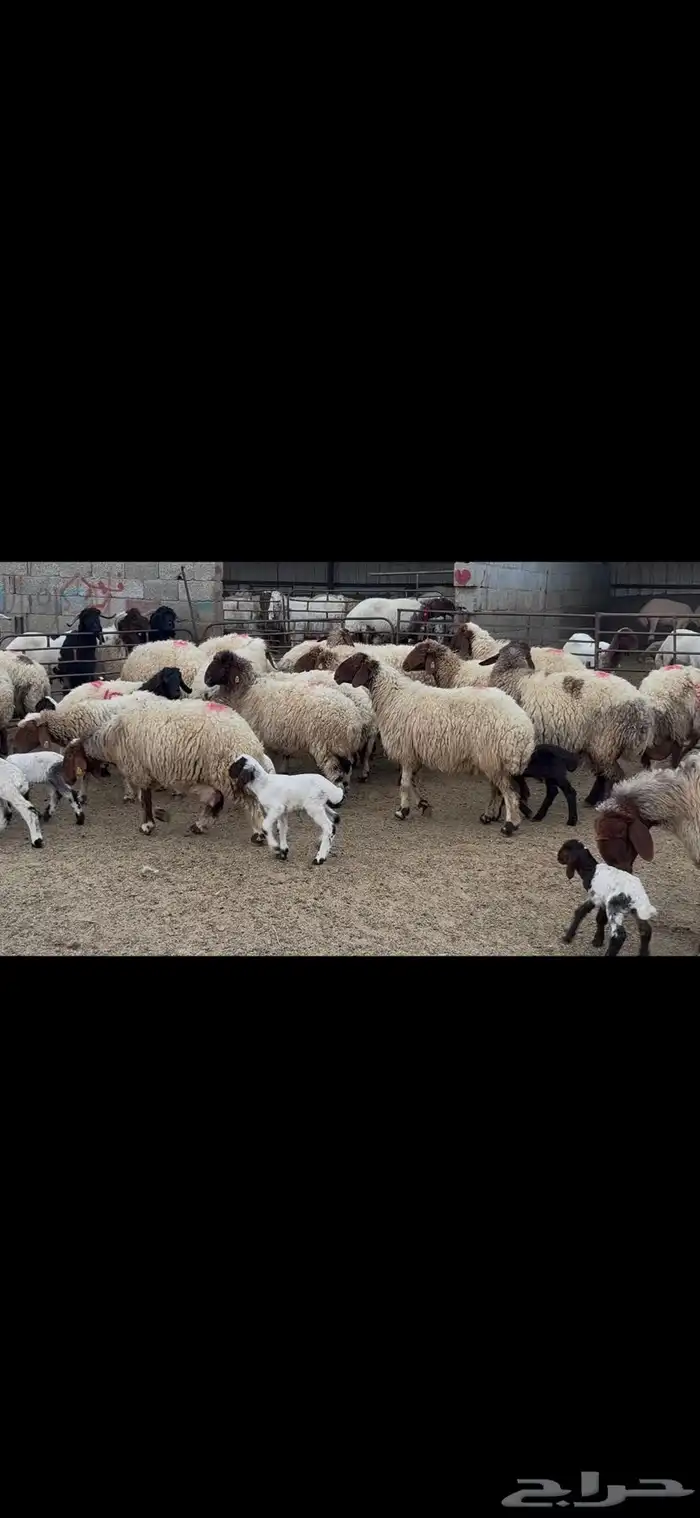 غنم نعيم متابيع . 14