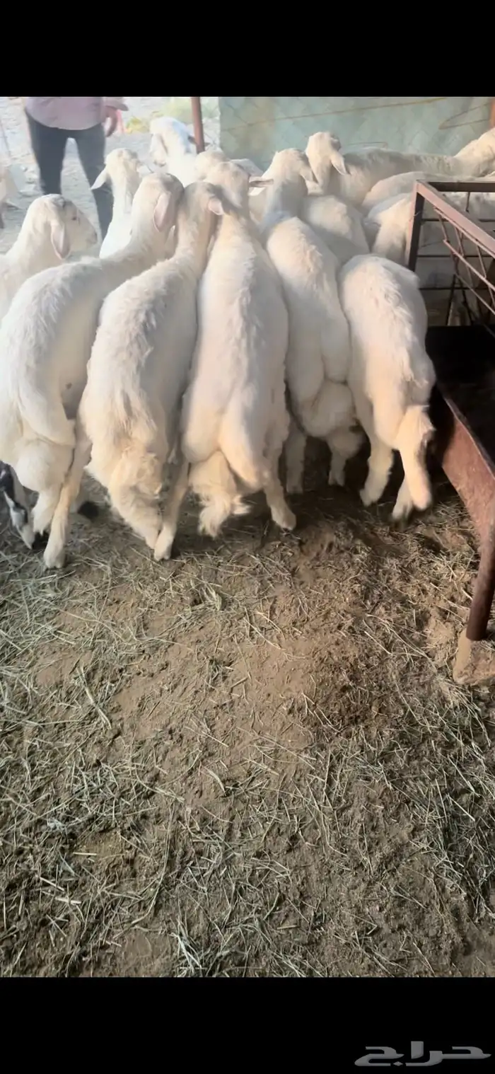 خرفان نظاف وسمان 1