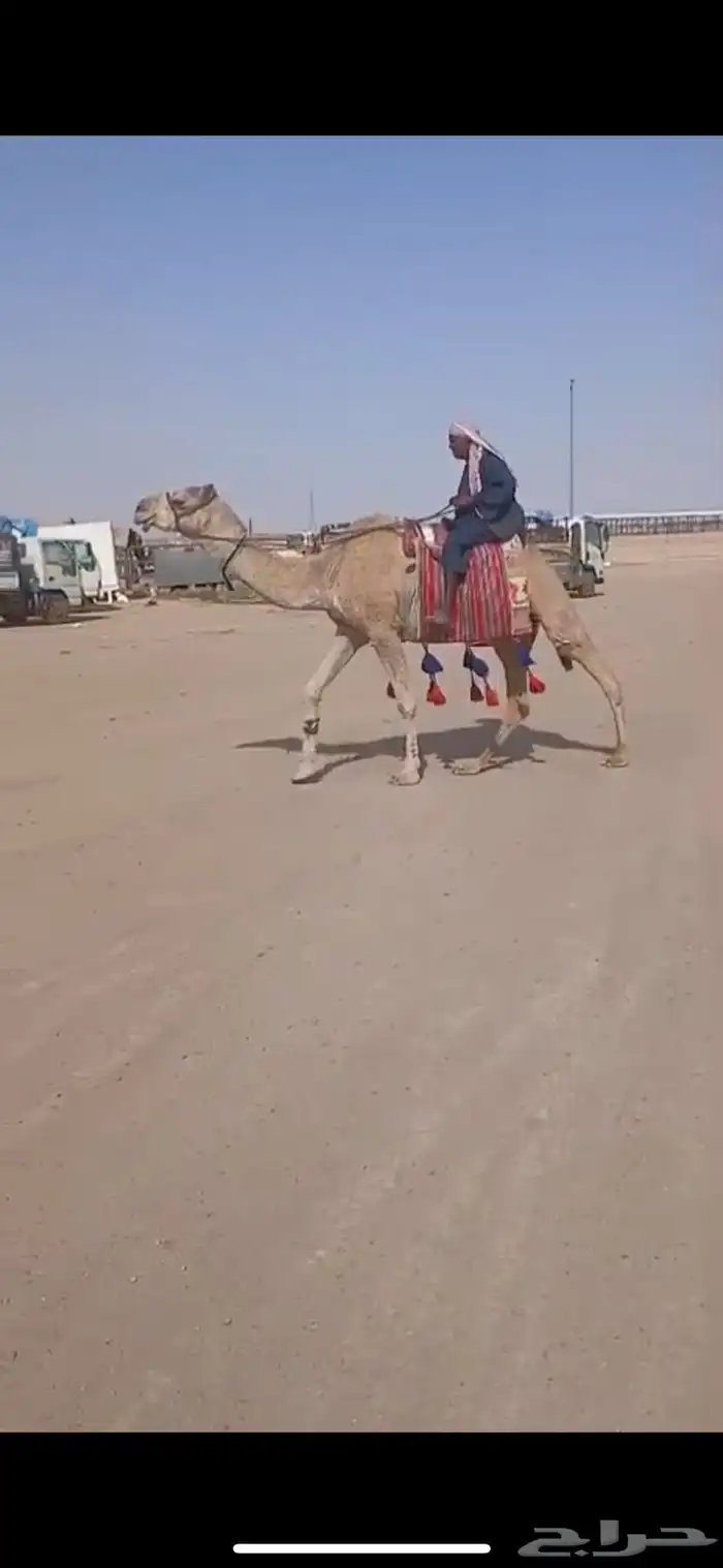 للبيع رحول ابل سنها رباع 0