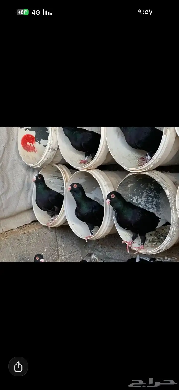 حمام مسويد 0