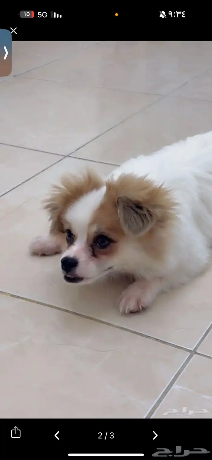 كلب مالتيز للبيع عمره 3 شهور 1