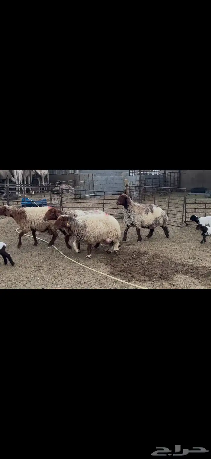 غنم نعيم متابيع . 17