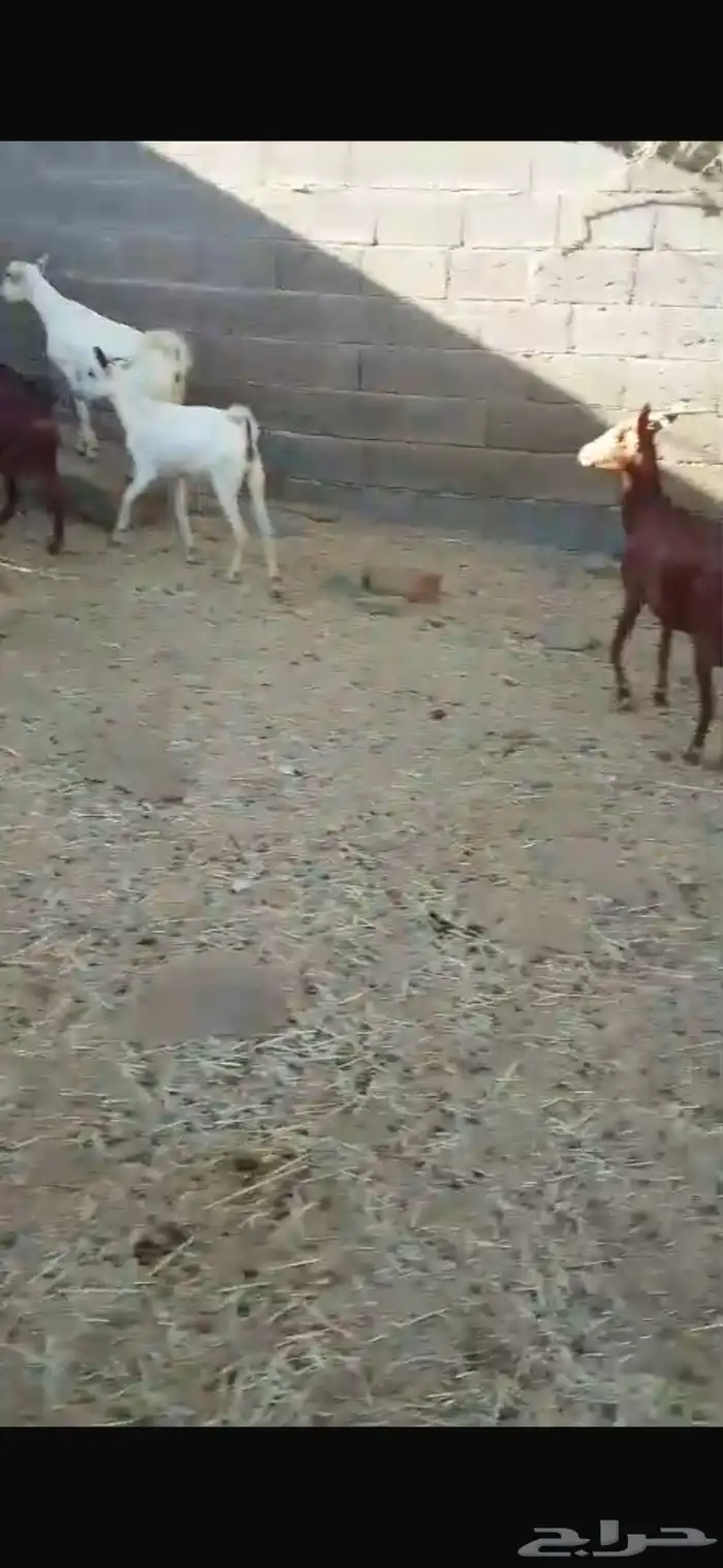 معزا حص جبرات واسنان ومشروطه من جميع العذاريب 5