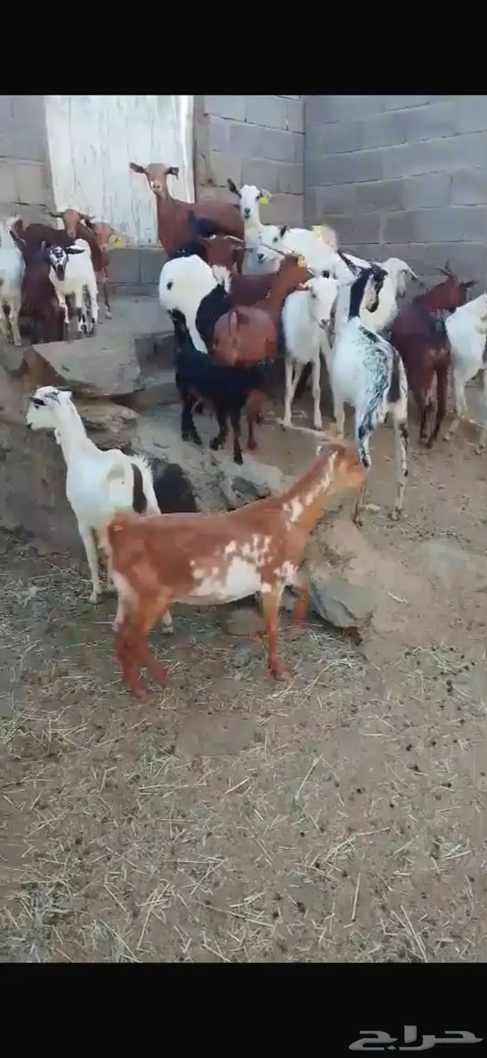 معزا حص جبرات واسنان ومشروطه من جميع العذاريب 4