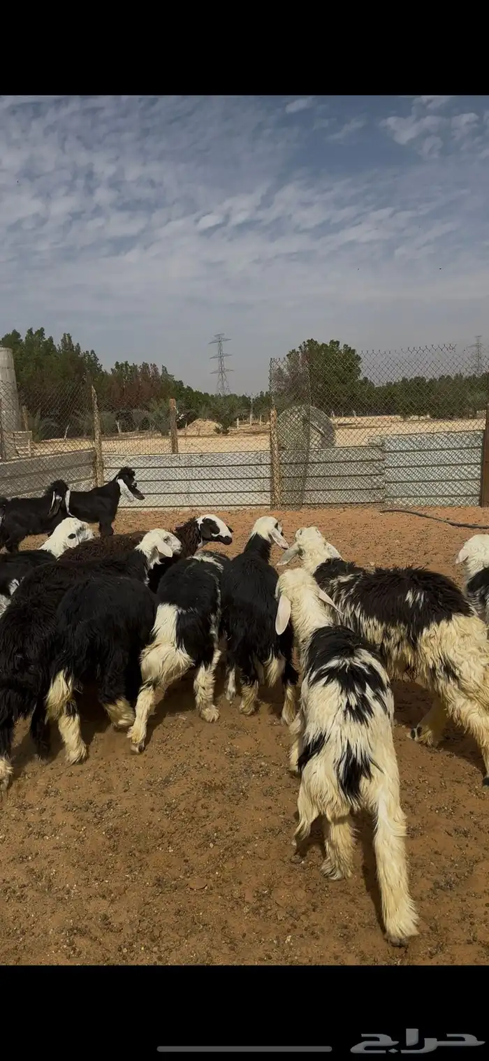 طليان ذبايح نجدي الخرج 5