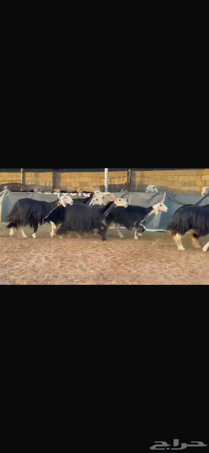 عرض بيع ثنوات وربعيات فاخره 1