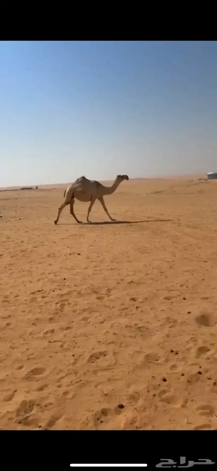 ذود فوق البدواه كفو 2