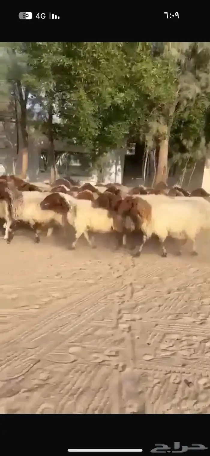 غنم نعيم طيبه للبيع 4