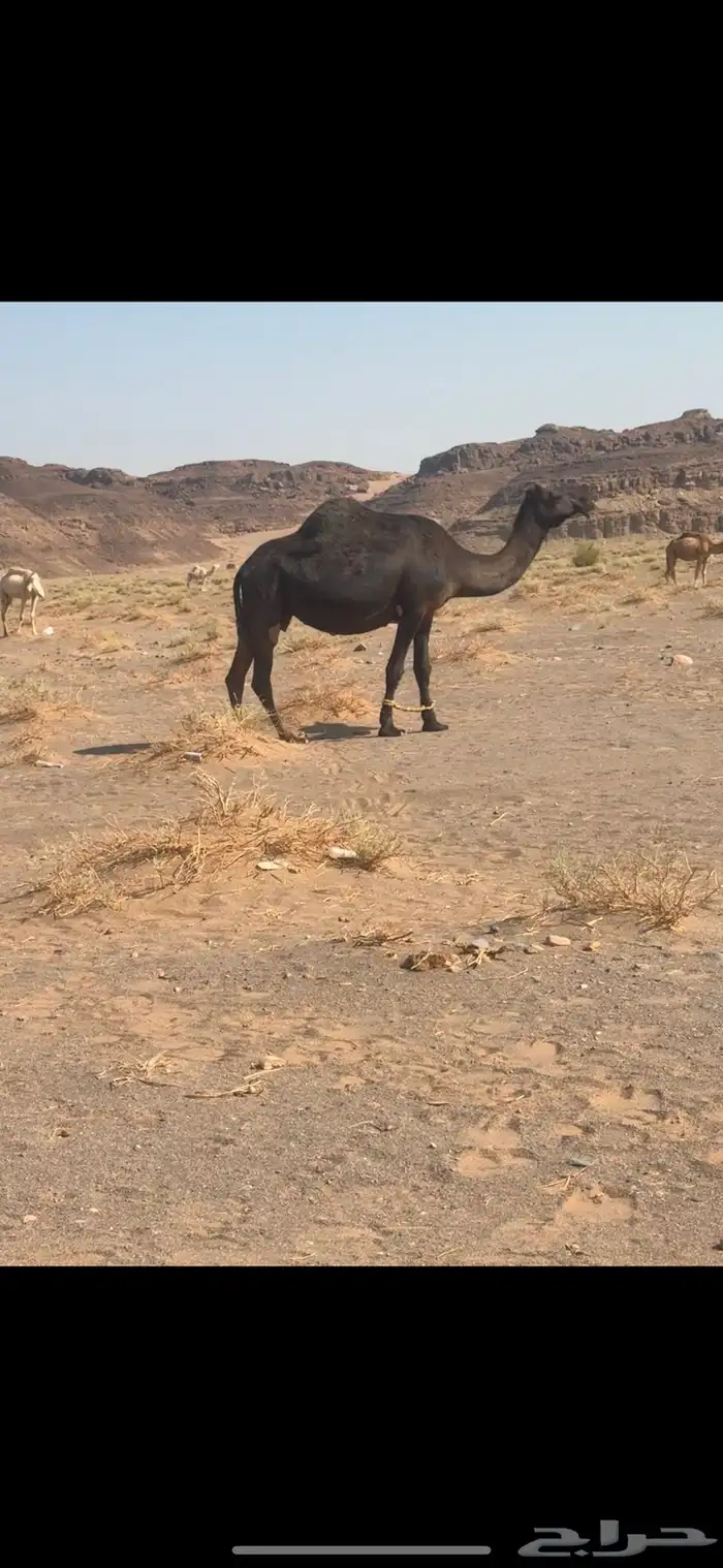 متالي للبيع 0