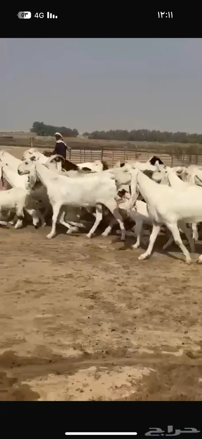 معزا هولنديات فاخره 2