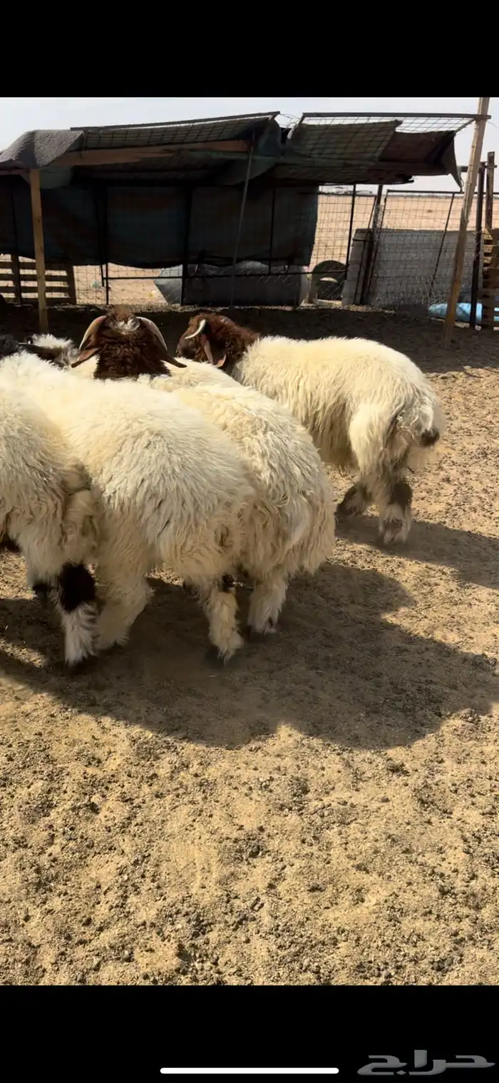 بهم صنف نعيم 5