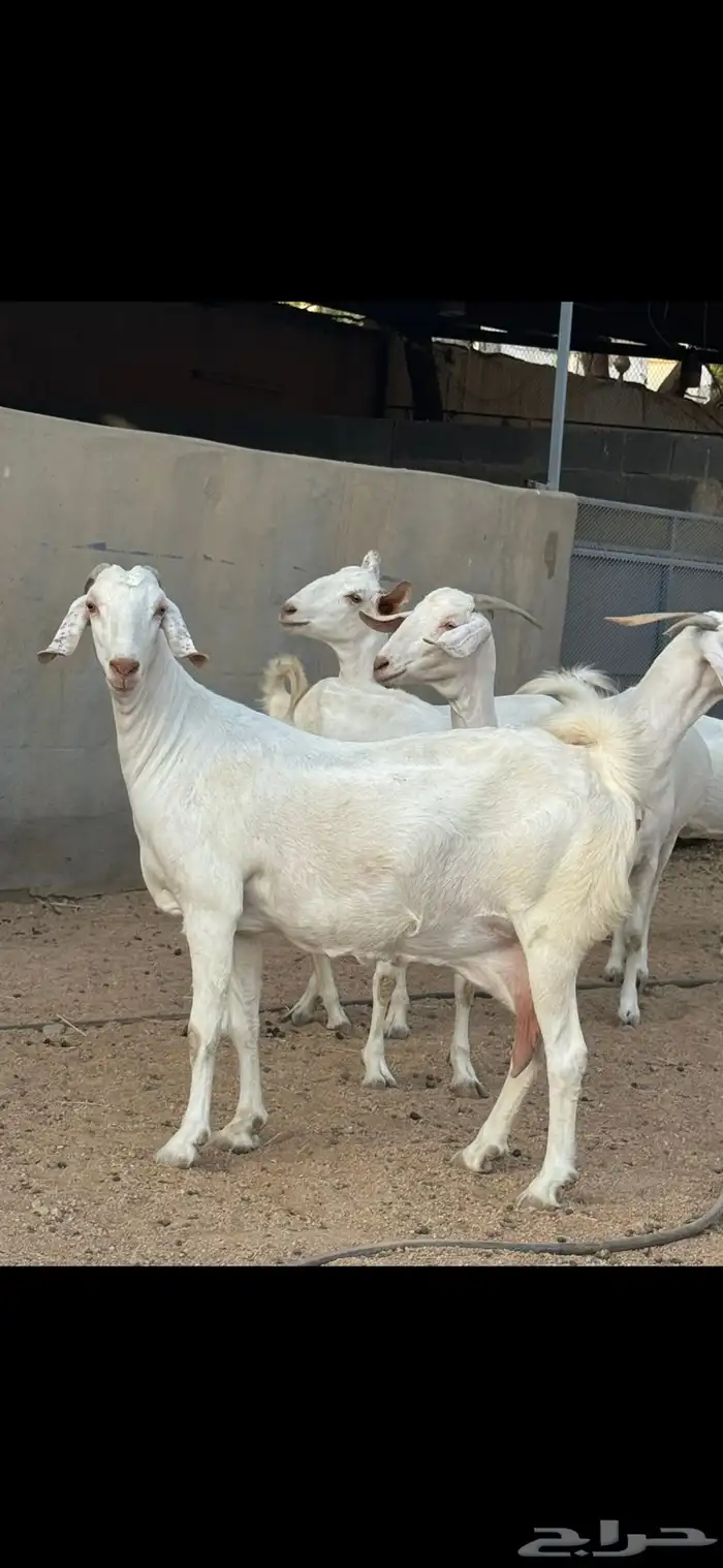 عنز برص فواخر جروم 0