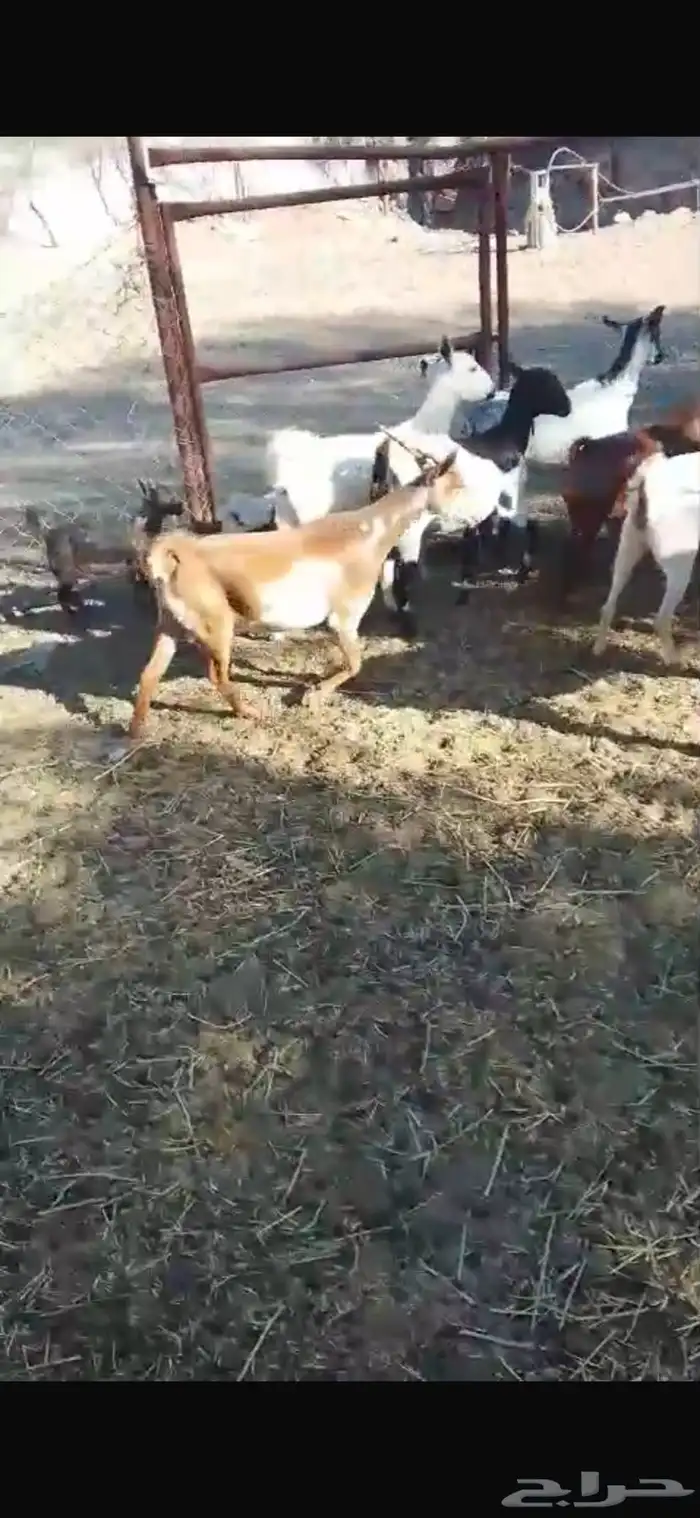 معزا حص جبرات واسنان ومشروطه من جميع العذاريب 0