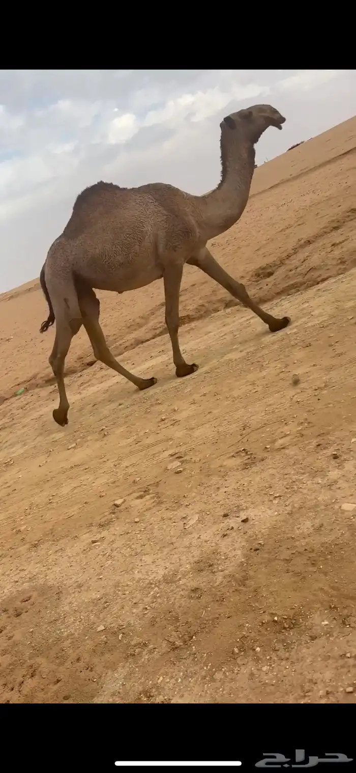 ذود فوق البدواه كفو 12