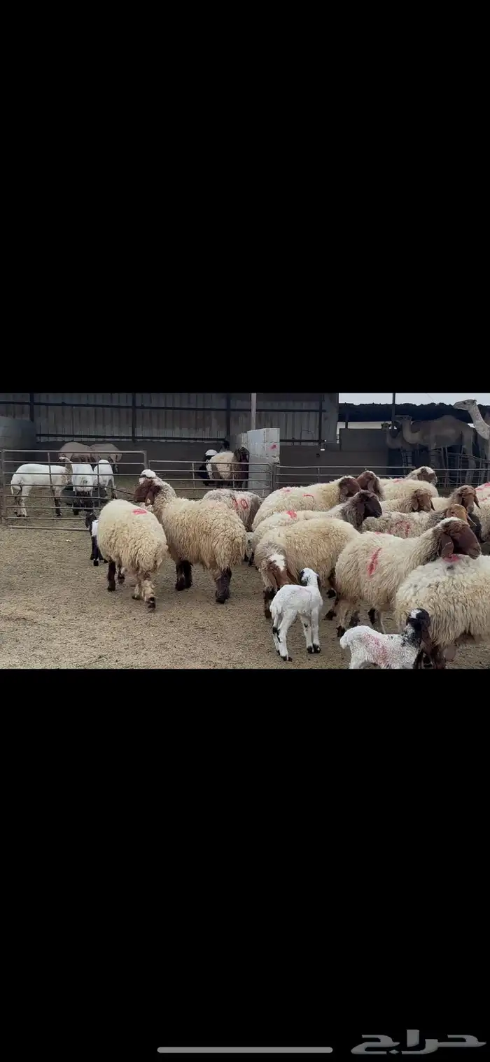 غنم نعيم متابيع . 5