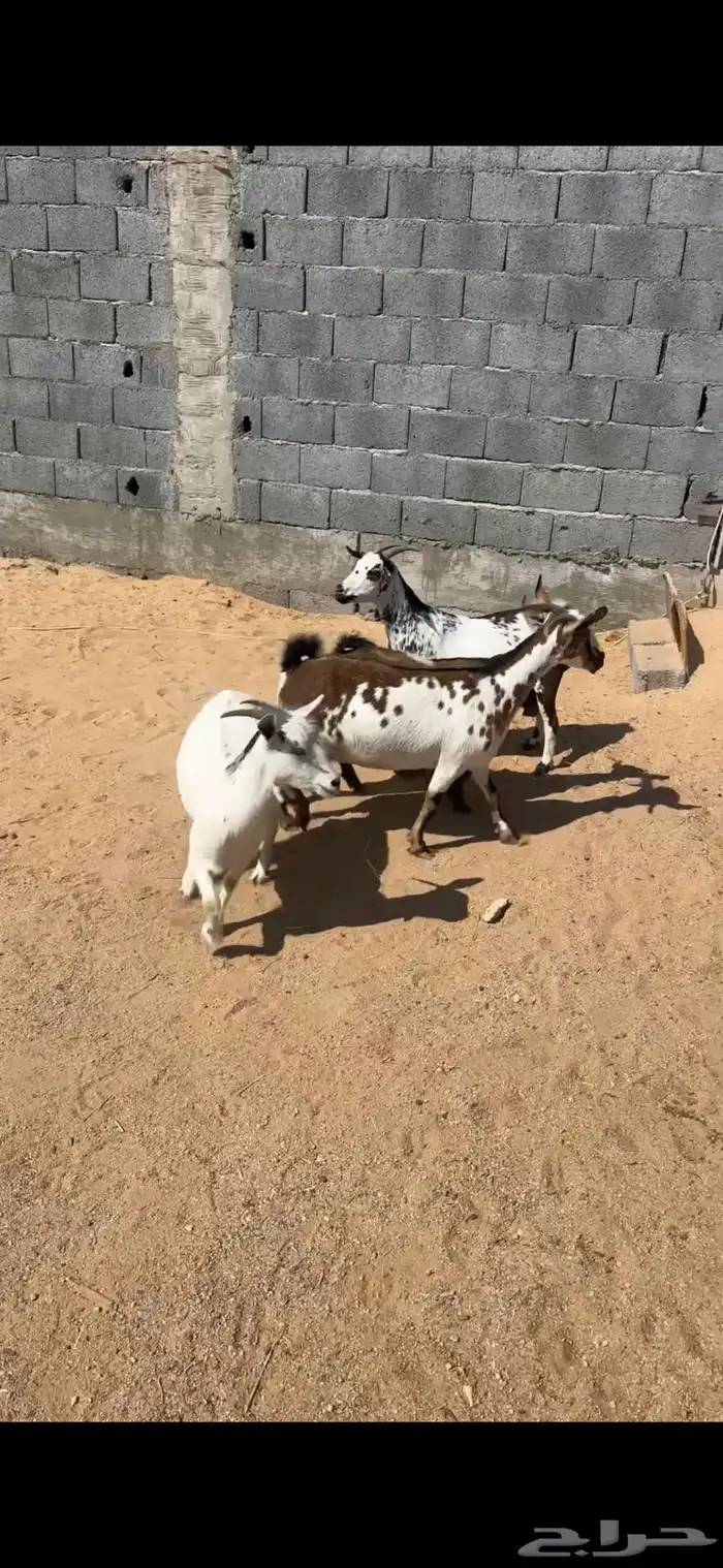 معزا جنوبيات دفيع 1