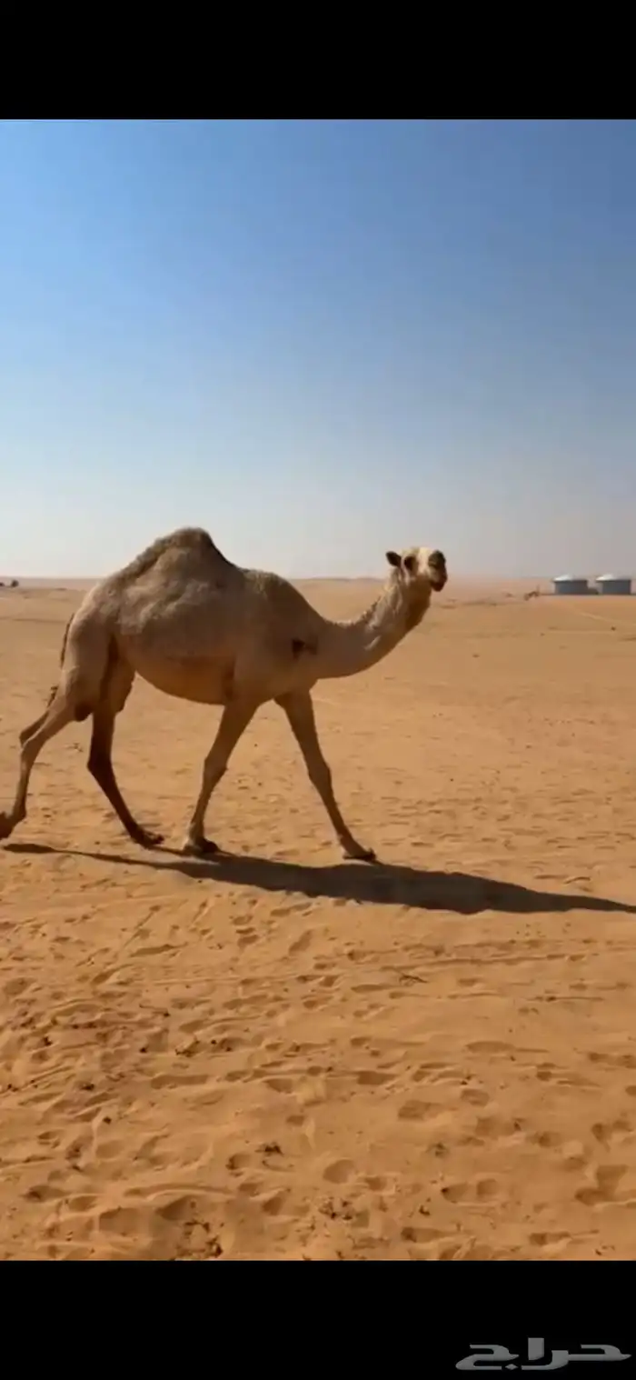 ذود فوق البدواه كفو 3