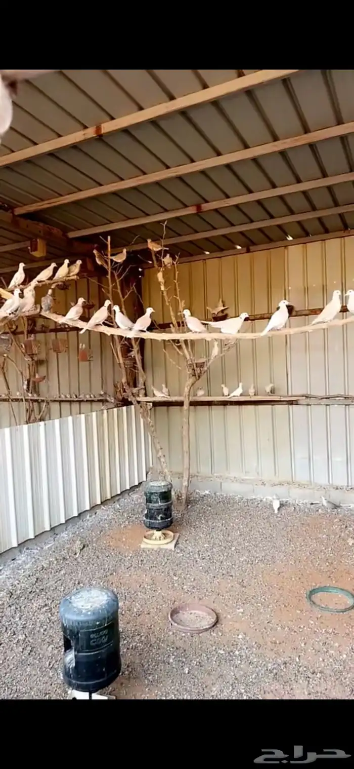 يمام هولندي   ياكريم 0