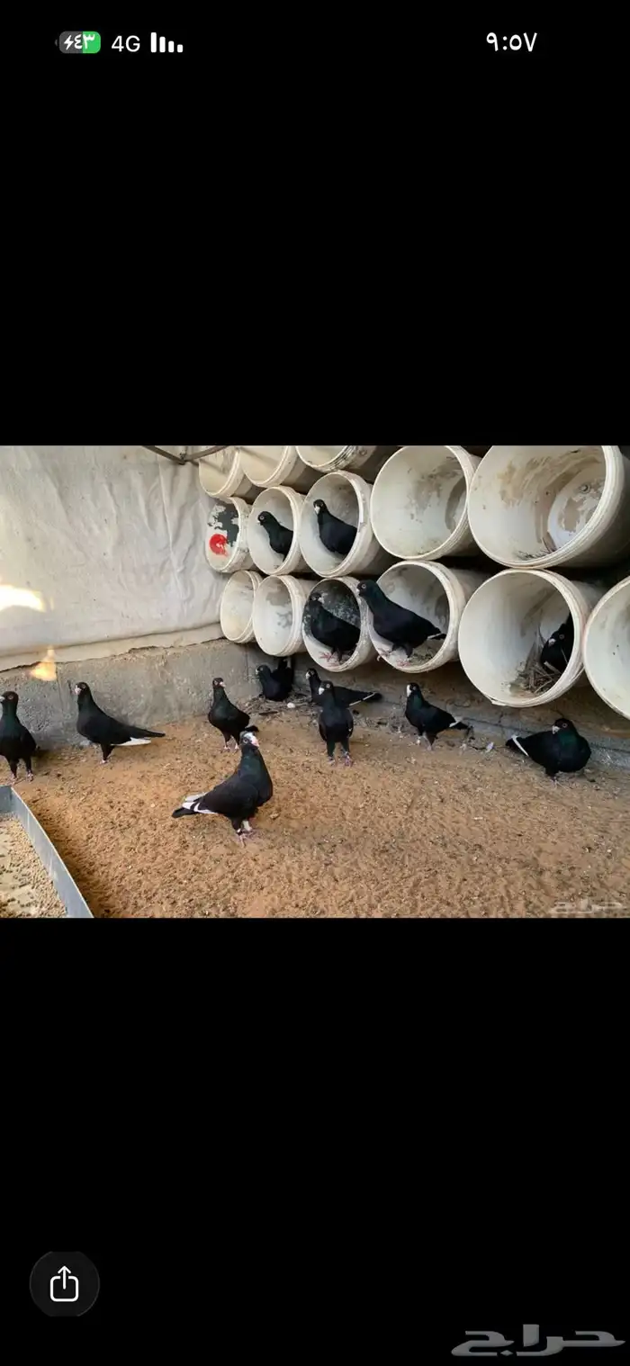 حمام مسويد 1