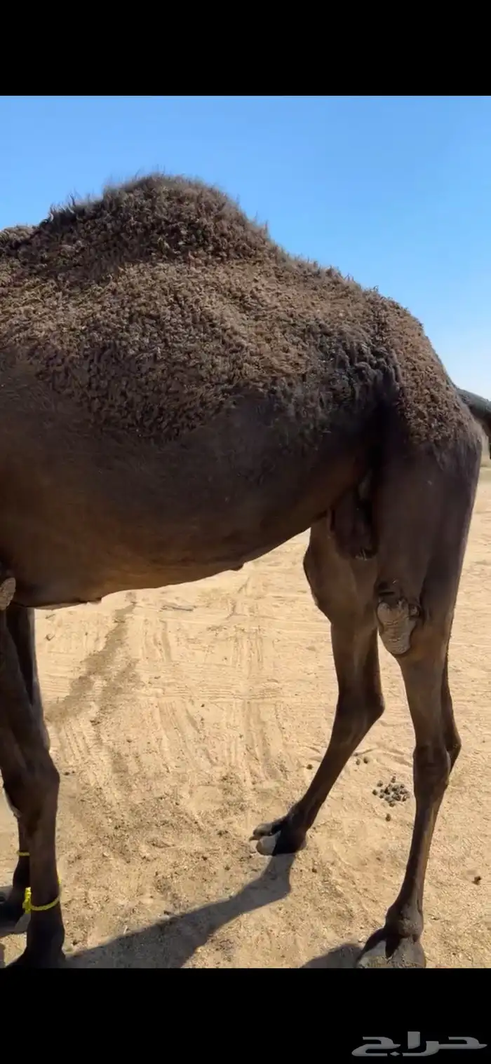 ناقه رباع او سديس ولقحه في شهرين طبعه زين وا مبروكه وهاديه 11