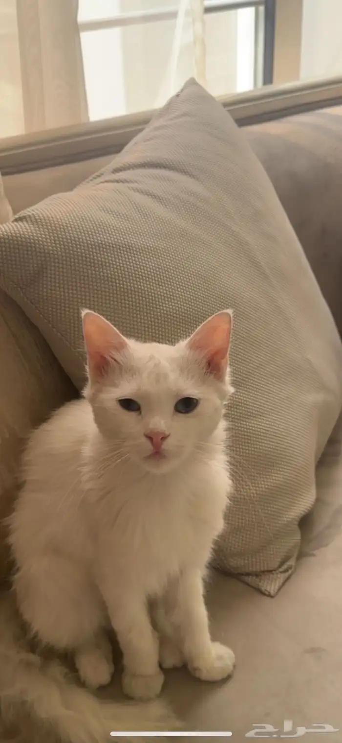 قط للتبني ذكر 0