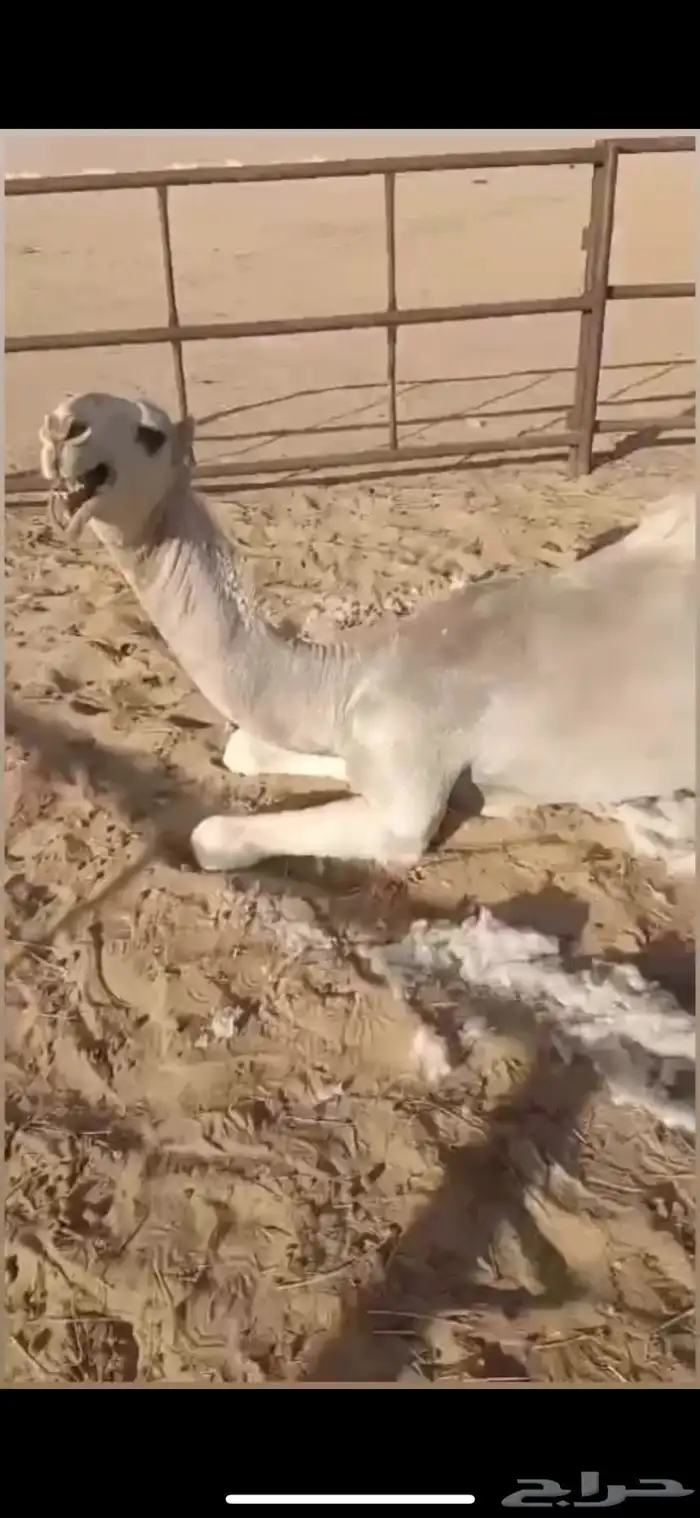 ذود فوق البدواه كفو 9