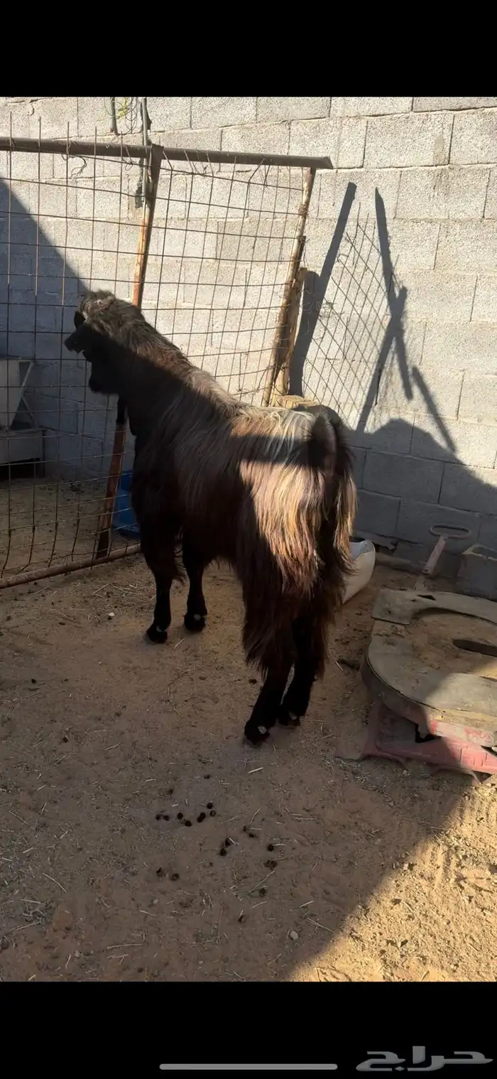 تيس شامي للبيع سديس 1