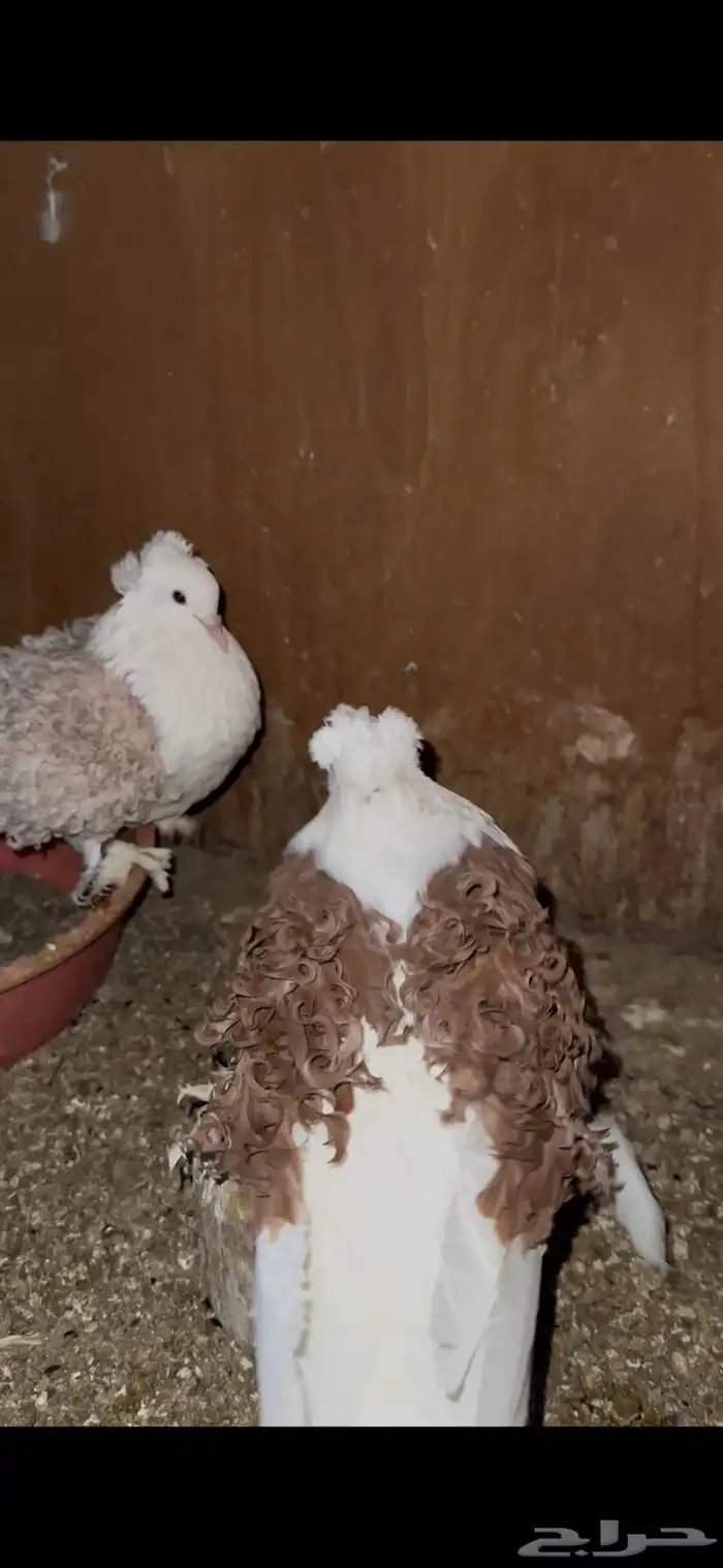 حمام سوداني و زوج مفتل 4