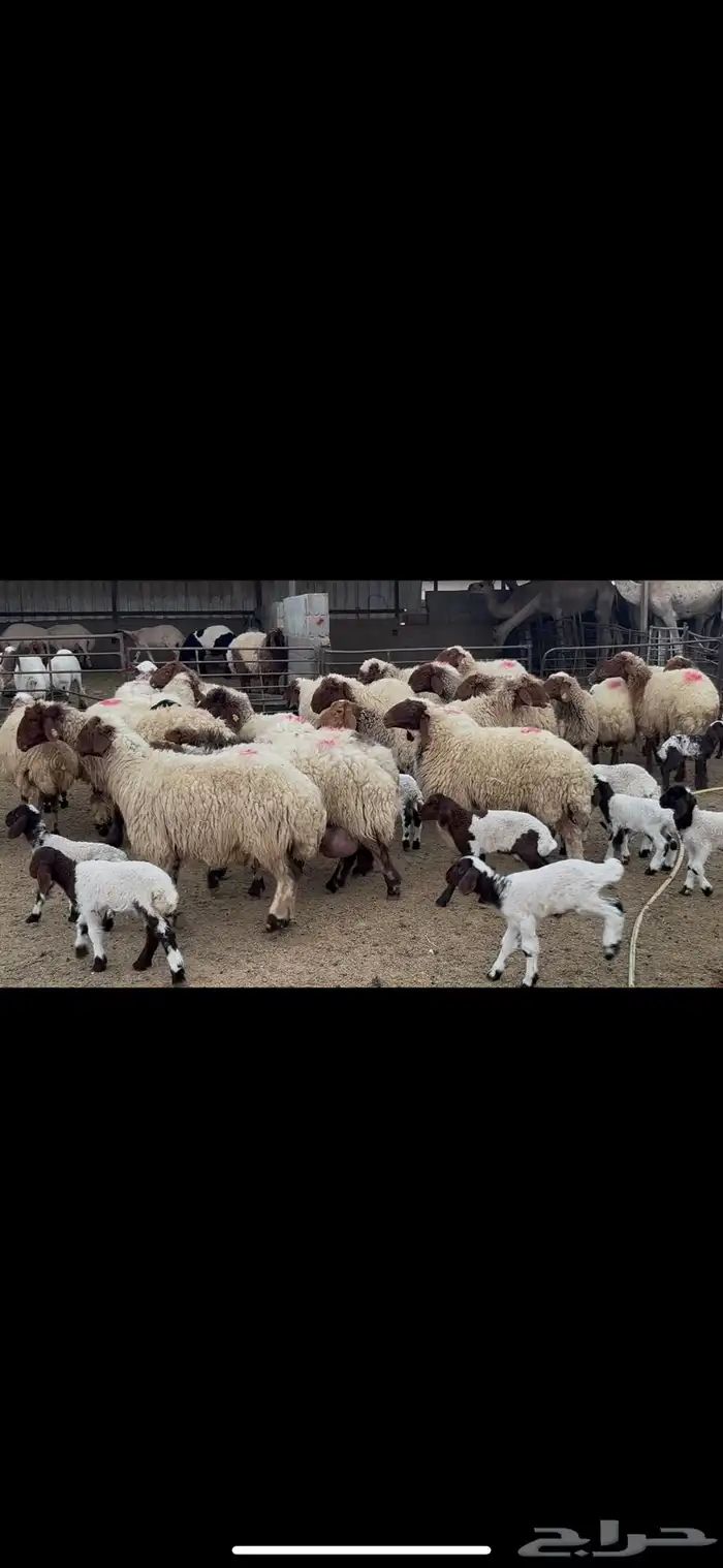 غنم نعيم متابيع . 0